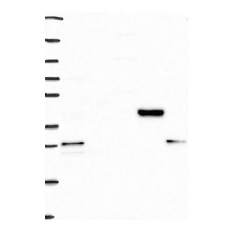 Atlas Antibodies Anti-GDE1 Antibody