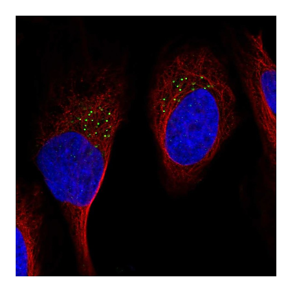 Atlas Antibodies Anti-GDF11 Antibody