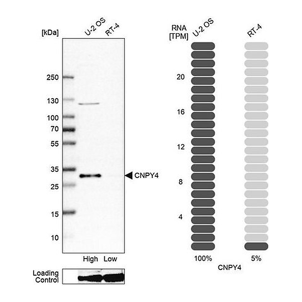 Merck Anti-CNPY4 antibody produced in rabbit