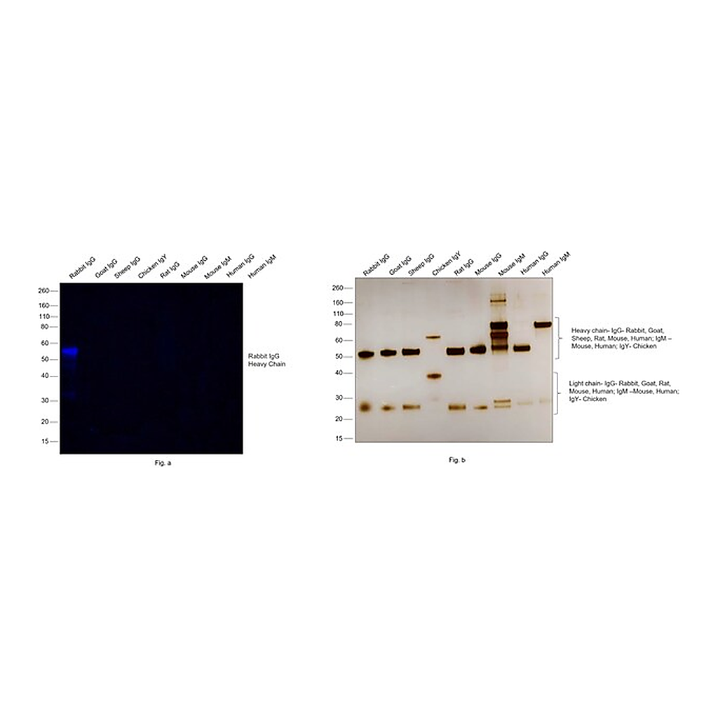 Thermo Fisher Scientific F(ab`)2-Goat anti-Rabbit IgG (H+L) Secondary Antibody, Qdot 800