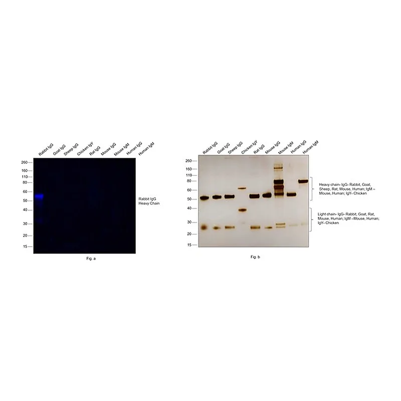 Thermo Fisher Scientific F(ab`)2-Goat anti-Rabbit IgG (H+L) Secondary Antibody, Qdot 800
