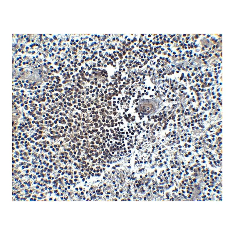 Merck Anti-CXCR4 antibody produced in rabbit