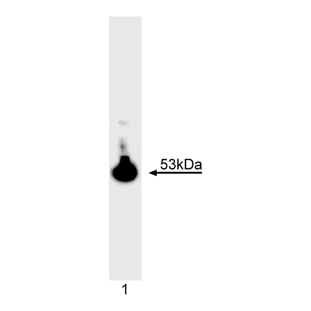 BD Purified Mouse Anti-Human p53