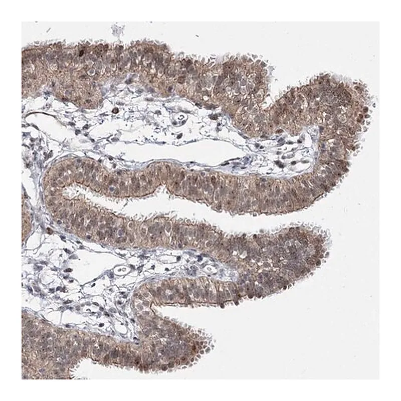 Merck Anti-STOX1 antibody produced in rabbit