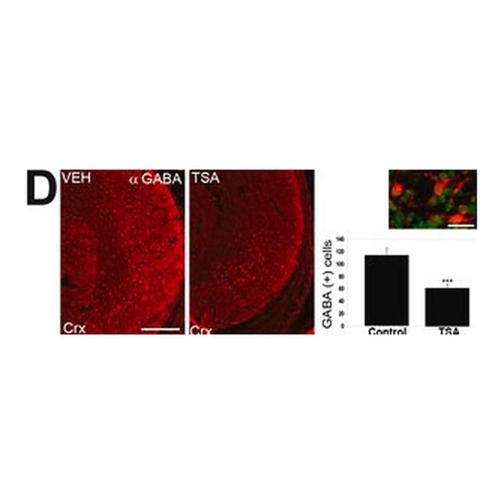 Merck RABBIT ANTI-GABA AFFINITY ISOLATED ANTI&