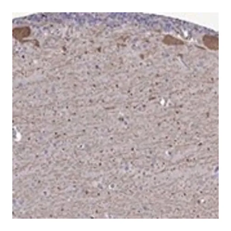 Merck Anti-FEZ1 antibody produced in rabbit