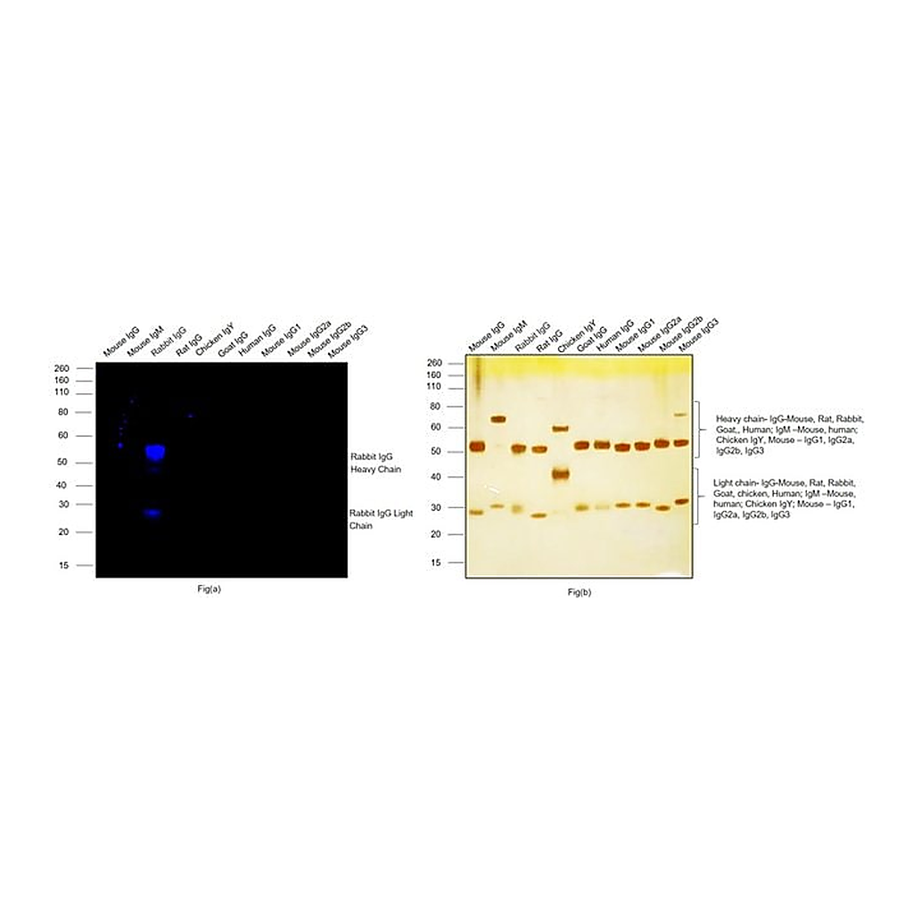 Thermo Fisher Scientific Donkey anti-Rabbit IgG (H+L) Highly Cross-Adsorbed Secondary Antibody, Alexa Fluor Plus 680