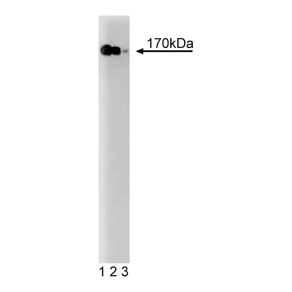 BD Purified Mouse Anti-PI3-Kinase p170