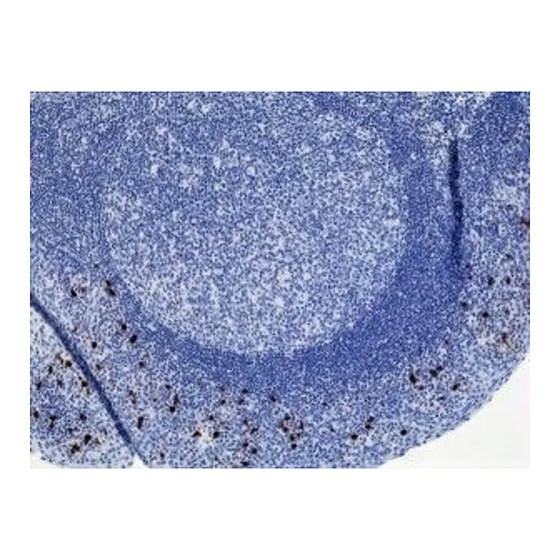Thermo Fisher Scientific Rabbit anti-Human IgA2 Recombinant Secondary Antibody