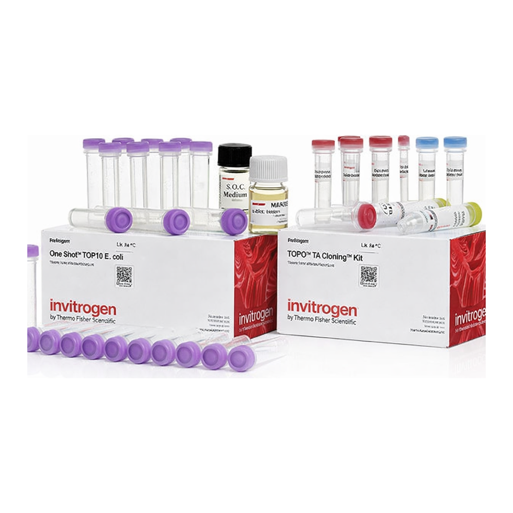 Thermo Fisher Scientific TOPO TA Cloning Kit, Dual Promoter, with One Shot TOP10 chemically competent E. coli cells, 25 Reactions