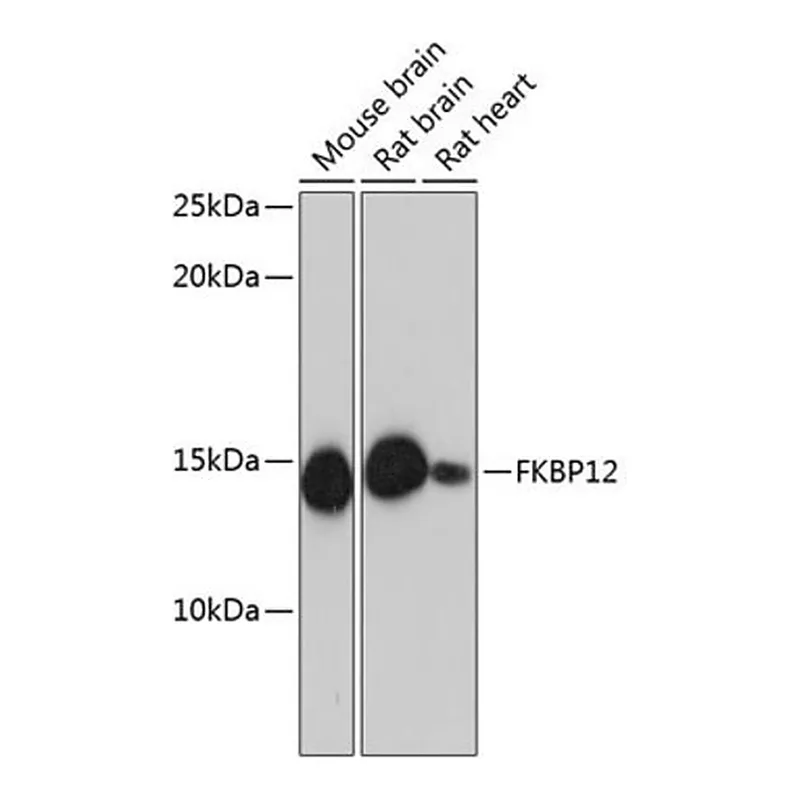 Merck Anti-FKBP12 antibody produced in rabbit