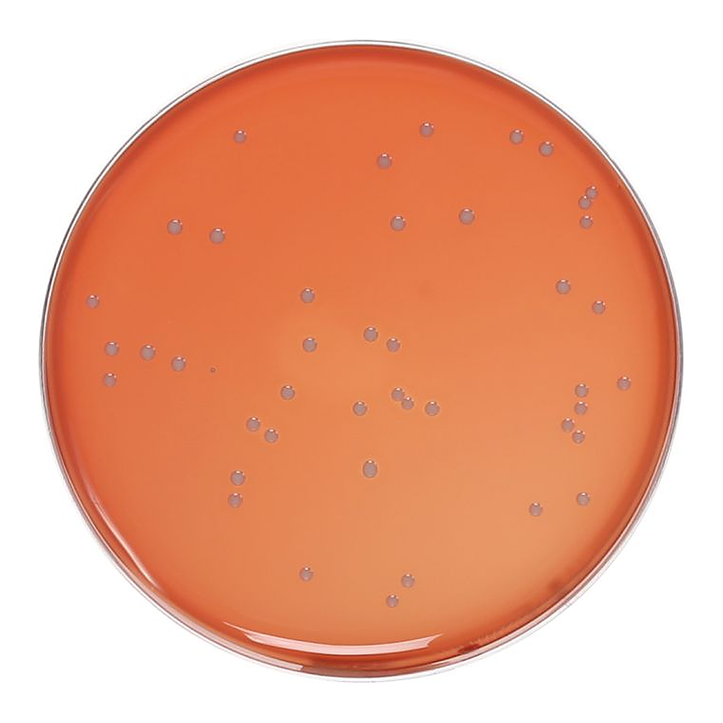 Himedia Nutrient Agar, Granulated