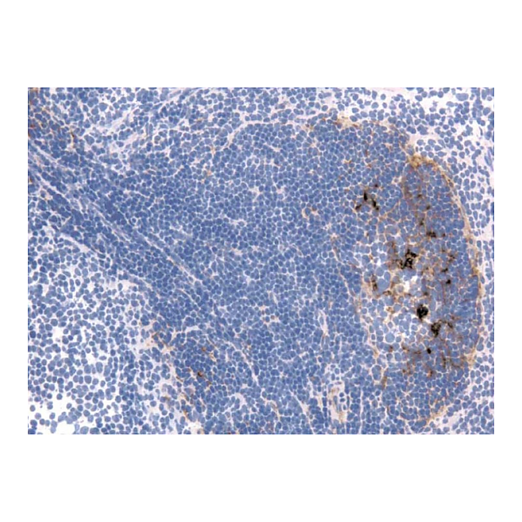 BD Purified Rat Anti-Mouse Follicular Dendritic Cell
