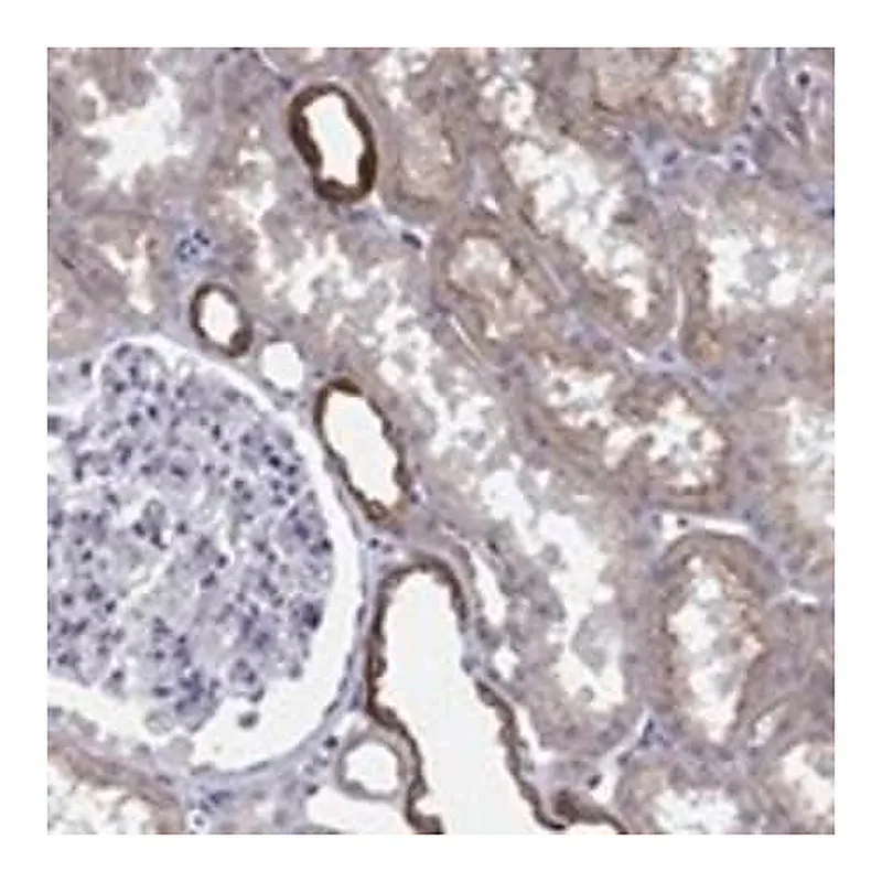 Merck Anti-TINAG antibody produced in rabbit