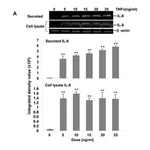 Merck ANTI-BETA-ACTIN ANTIBODY, MOUSE MONO&
