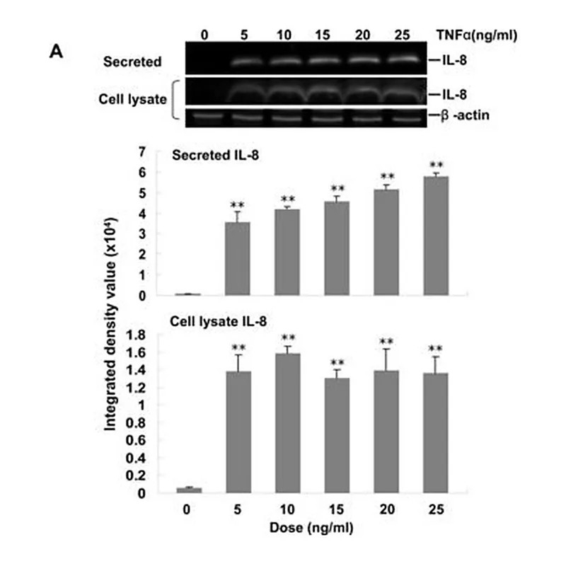 Merck ANTI-BETA-ACTIN ANTIBODY, MOUSE MONO&