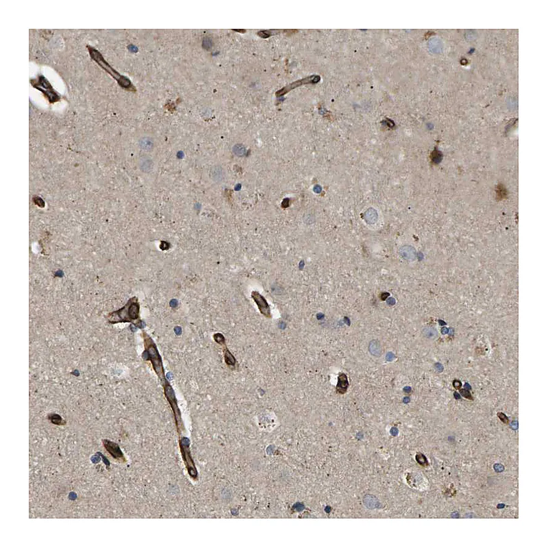 Atlas Antibodies Anti-TMTC4 Antibody