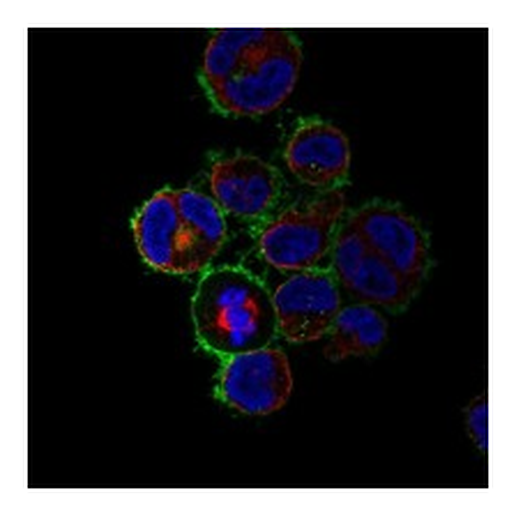 Atlas Antibodies Anti-TNFRSF8 Antibody