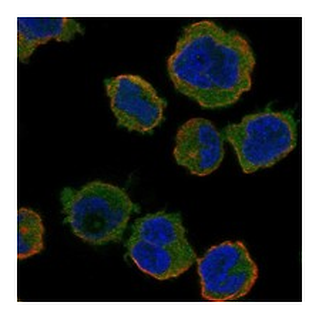 Atlas Antibodies Anti-TNFSF13B Antibody