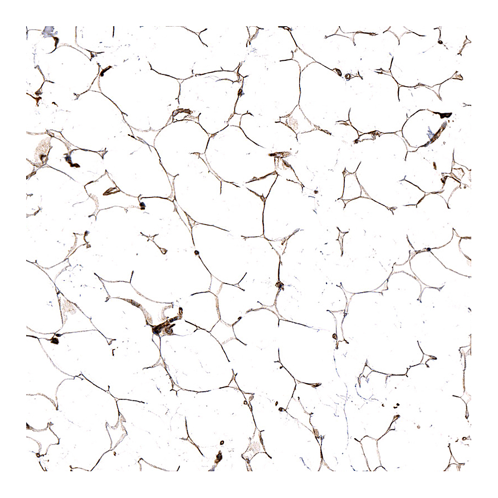 Atlas Antibodies Anti-TNMD Antibody