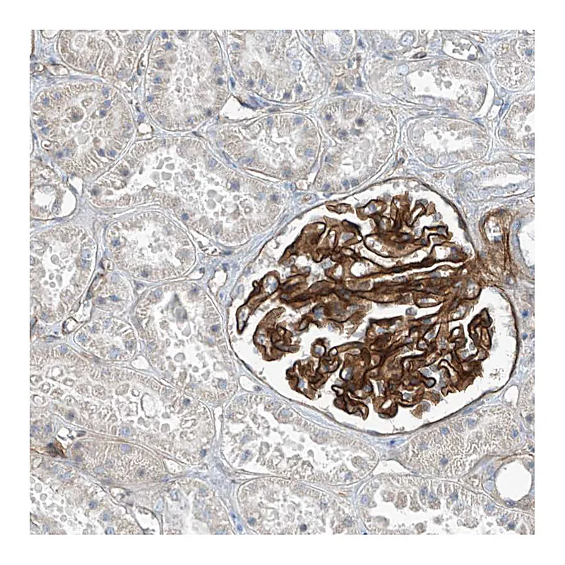 Atlas Antibodies Anti-TNS2 Antibody