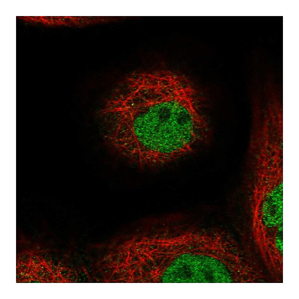 Atlas Antibodies Anti-TOGARAM1 Antibody