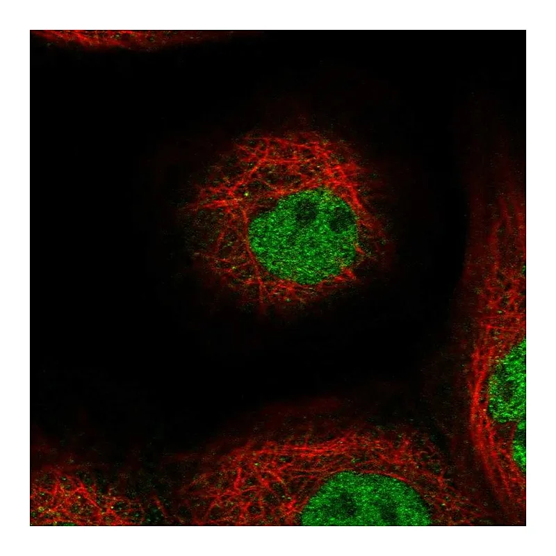 Atlas Antibodies Anti-TOGARAM1 Antibody