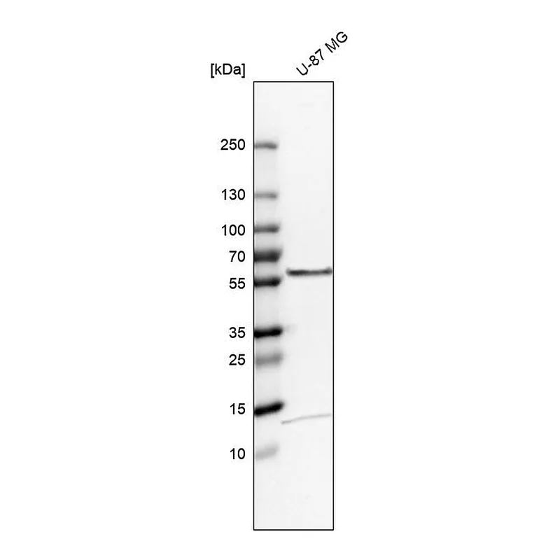 Atlas Antibodies Anti-TOM1 Antibody
