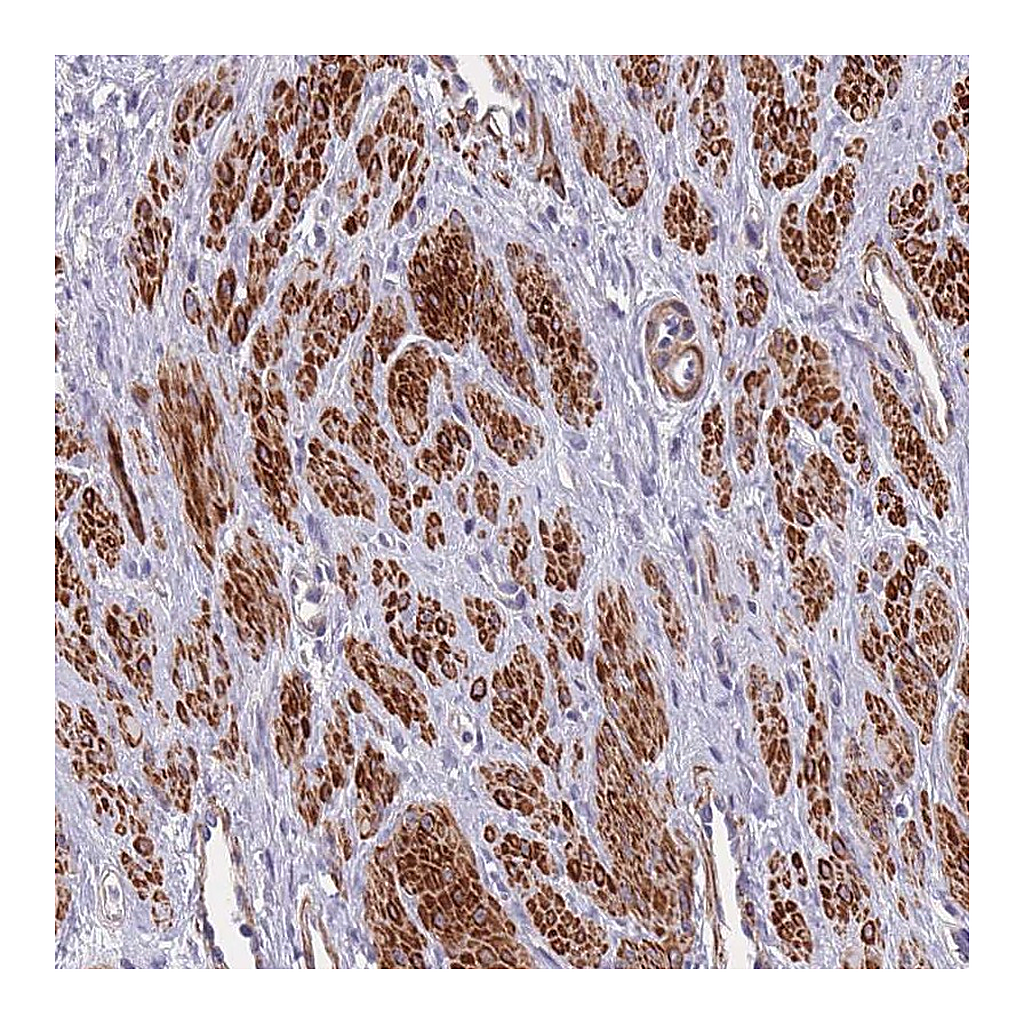 Atlas Antibodies Anti-TOMM40L Antibody