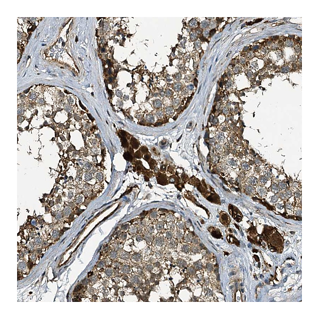 Atlas Antibodies Anti-TPGS2 Antibody