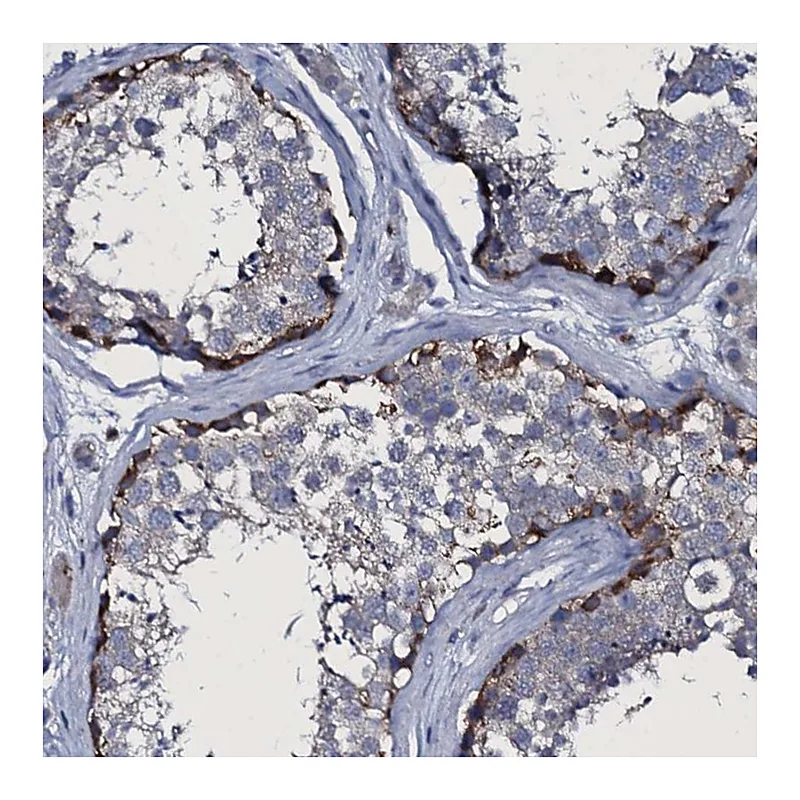 Atlas Antibodies Anti-TPGS2 Antibody