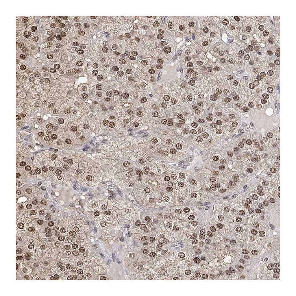 Atlas Antibodies Anti-TPI1 Antibody