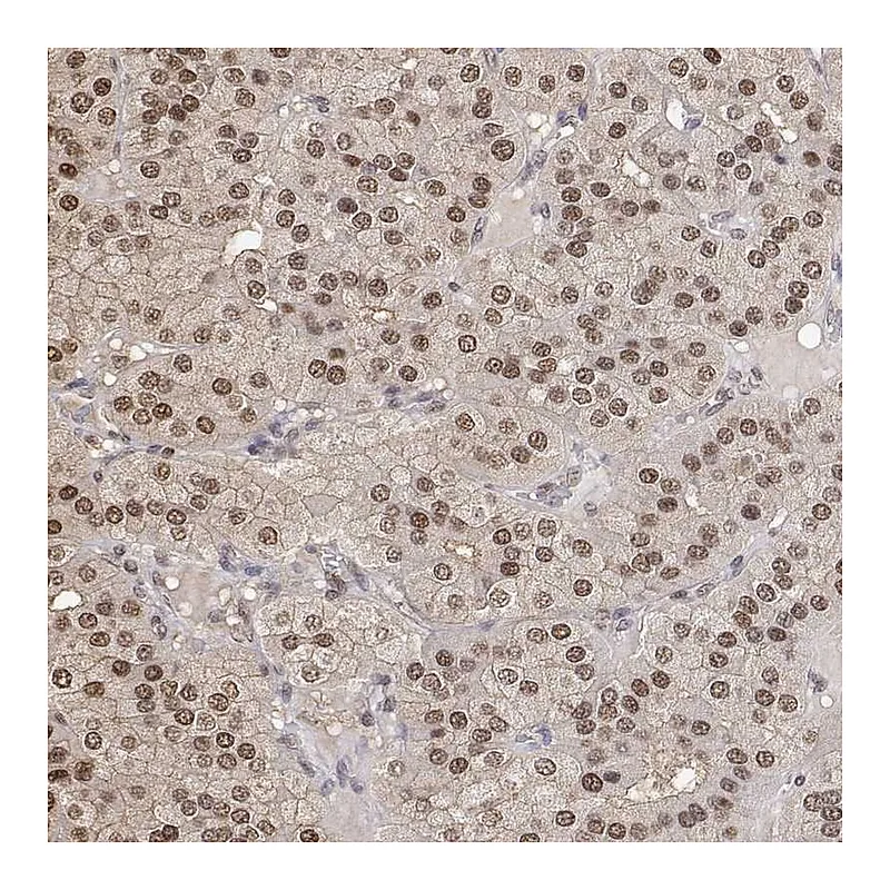 Atlas Antibodies Anti-TPI1 Antibody