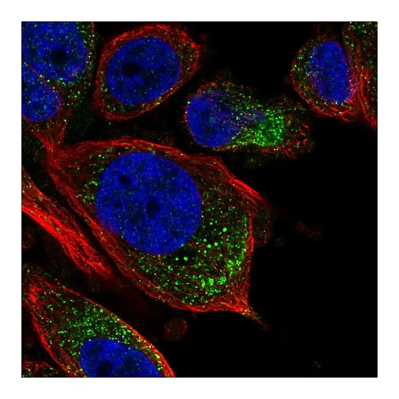 Atlas Antibodies Anti-TPRG1L Antibody