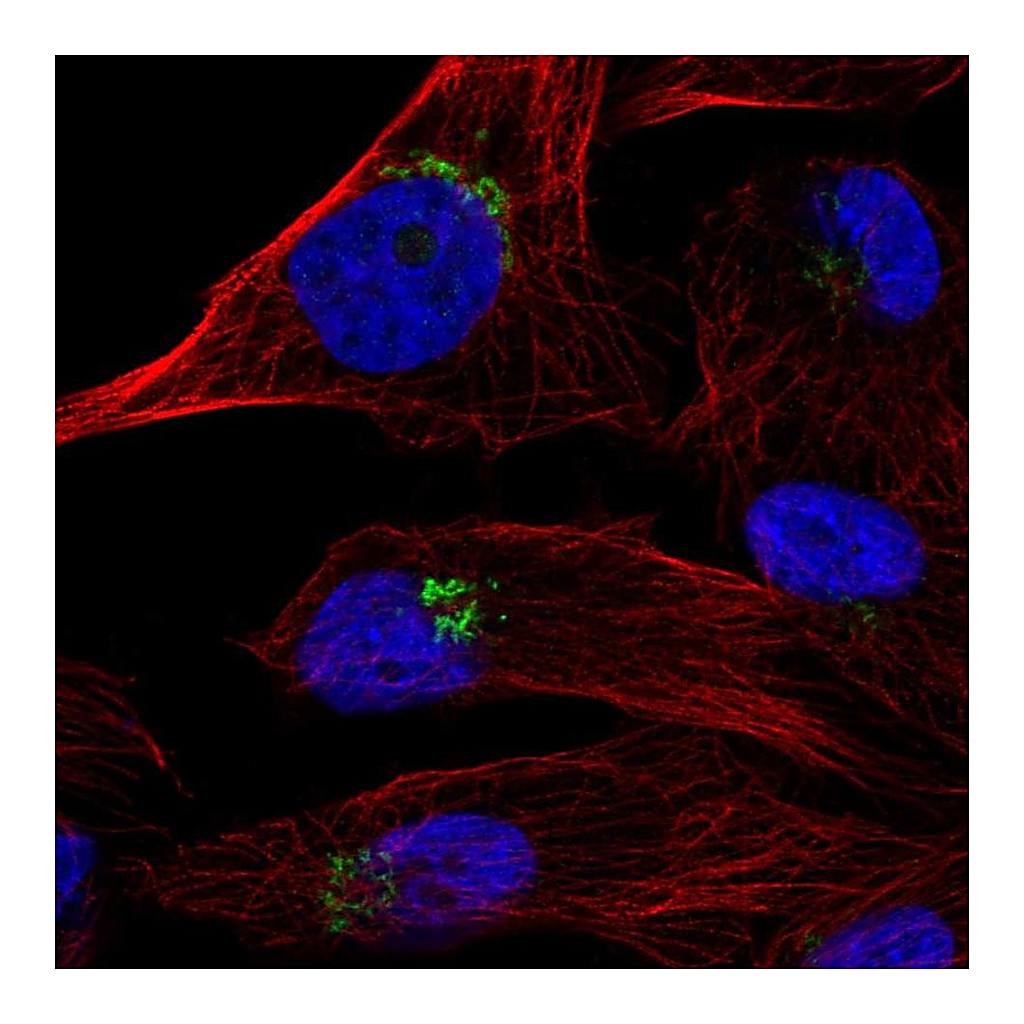 Atlas Antibodies Anti-TPST1 Antibody