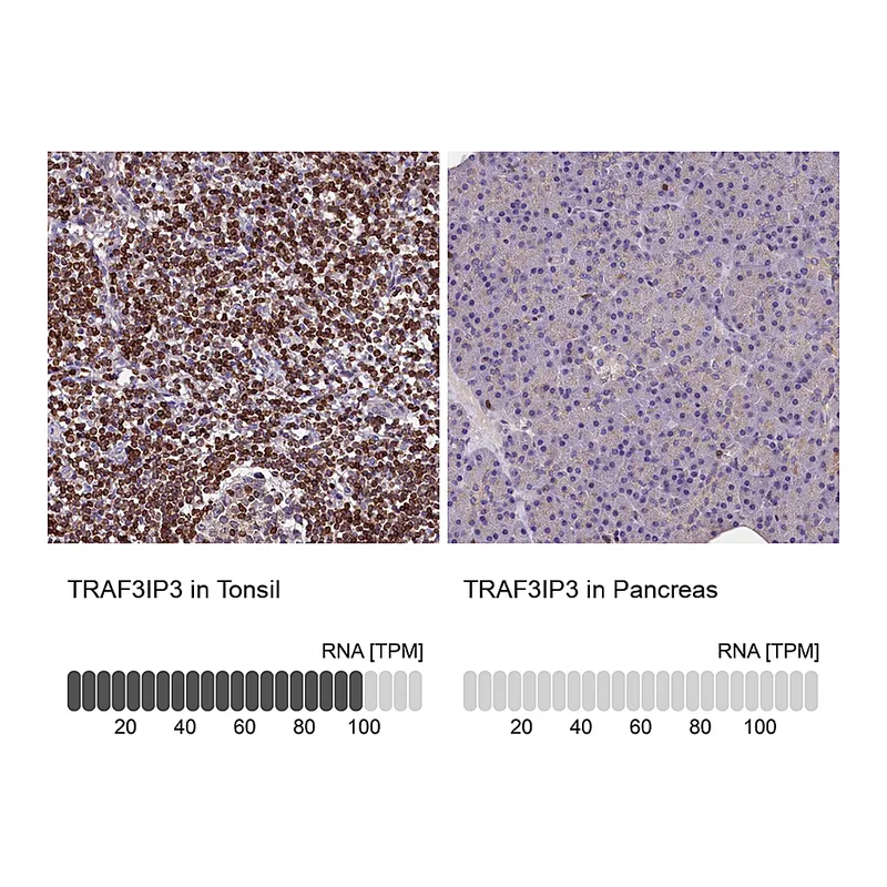 Atlas Antibodies Anti-TRAF3IP3 Antibody