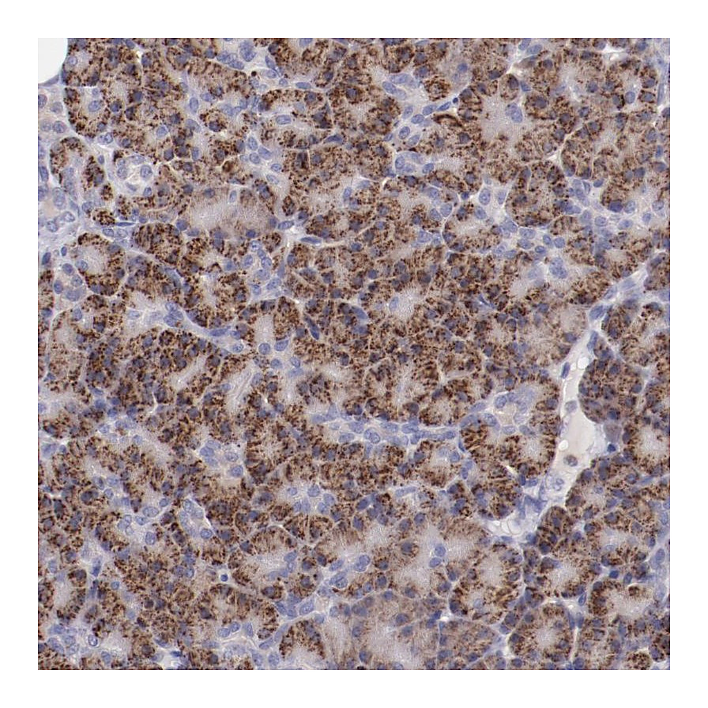 Atlas Antibodies Anti-TRAF3 Antibody