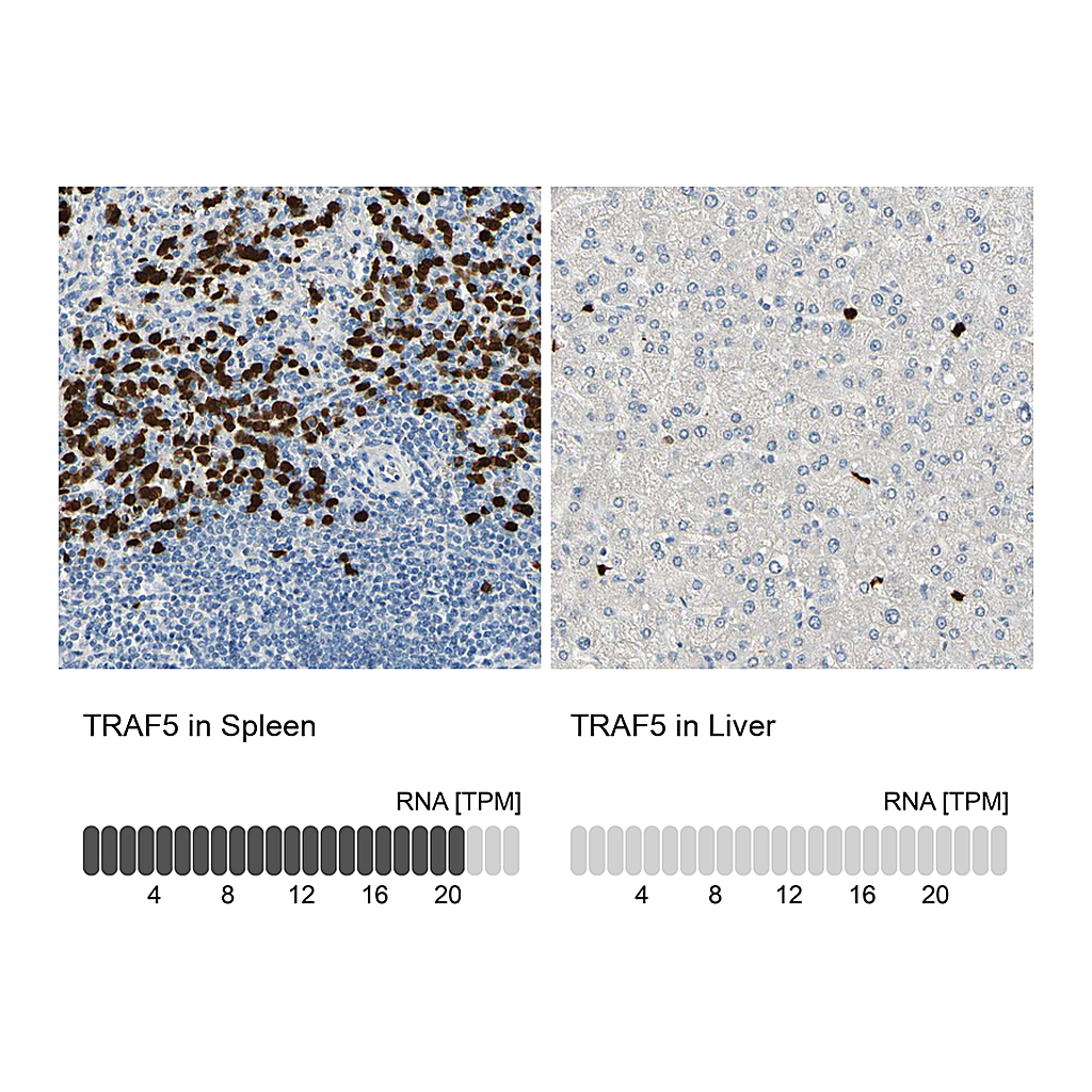 Atlas Antibodies Anti-TRAF5 Antibody
