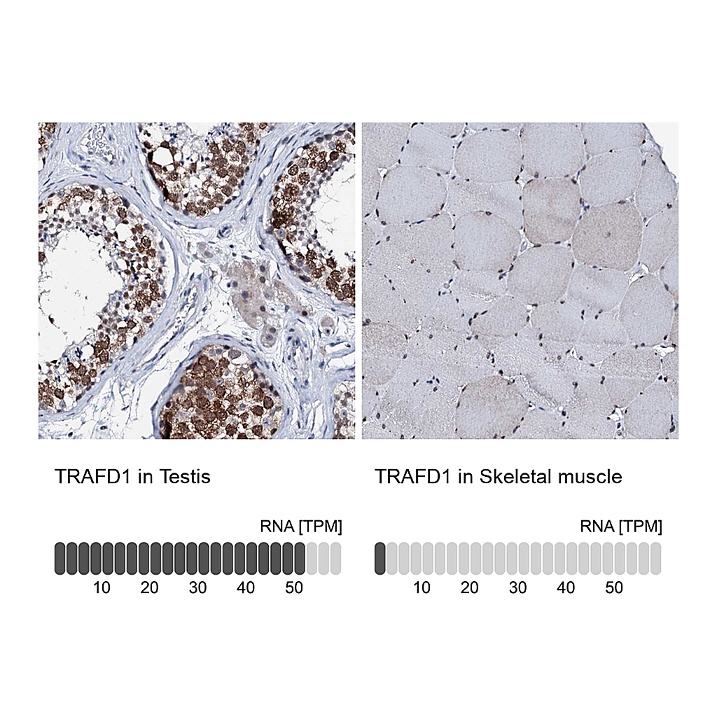 Atlas Antibodies Anti-TRAFD1 Antibody