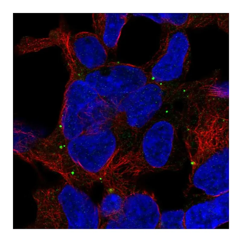 Atlas Antibodies Anti-TRAPPC5 Antibody