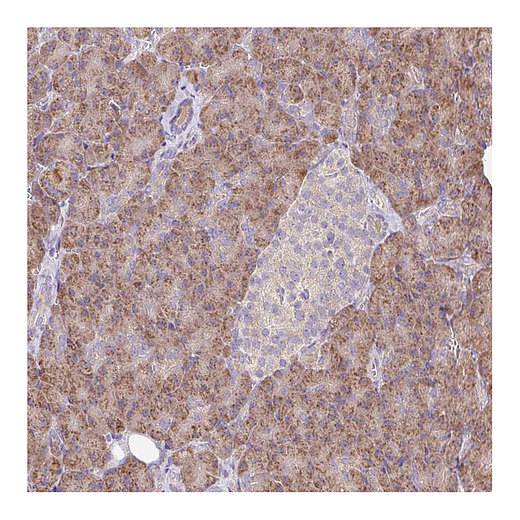 Atlas Antibodies Anti-TRIAP1 Antibody