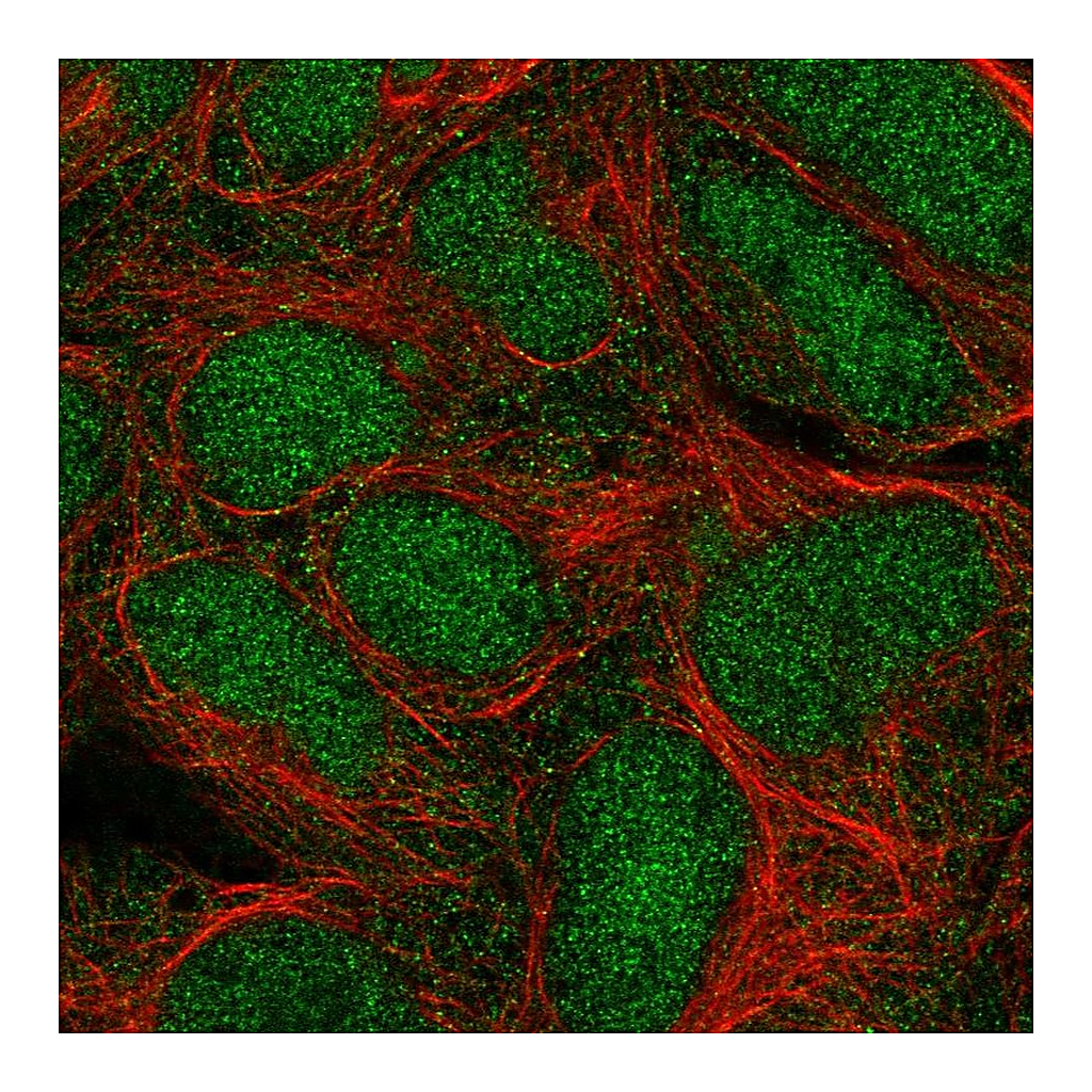 Atlas Antibodies Anti-TRIM11 Antibody