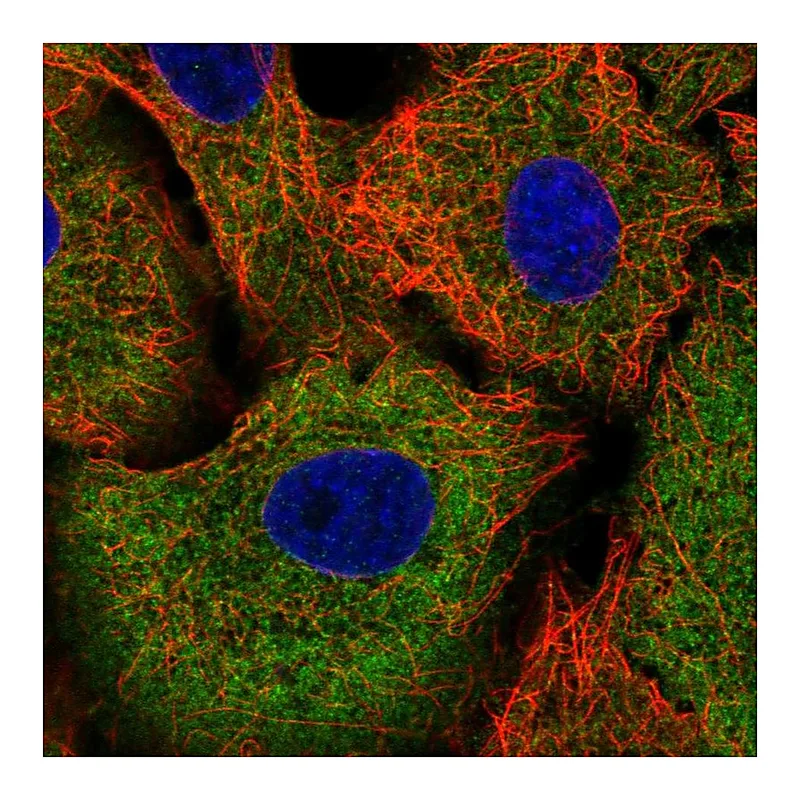 Atlas Antibodies Anti-TRIM16 Antibody