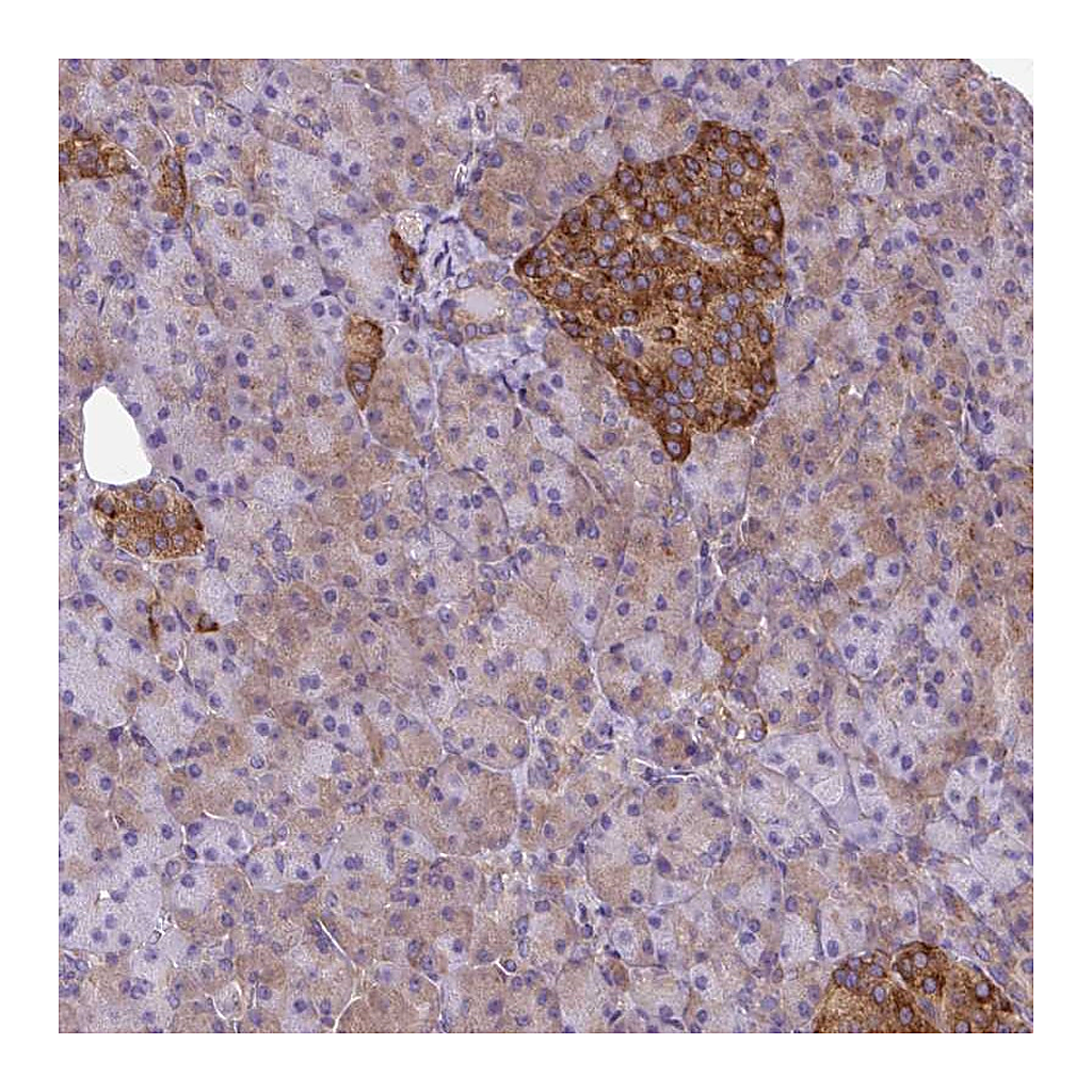 Atlas Antibodies Anti-TRIM17 Antibody