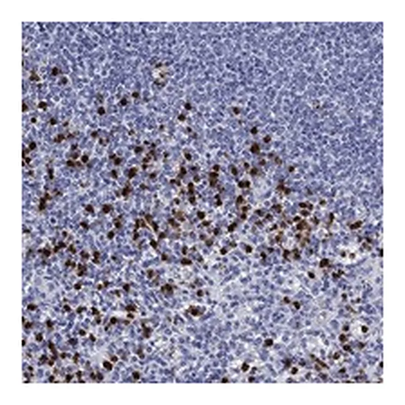 Atlas Antibodies Anti-TRIM29 Antibody
