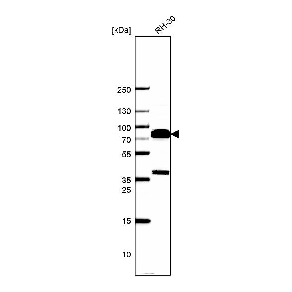 Atlas Antibodies Anti-TRIM36 Antibody