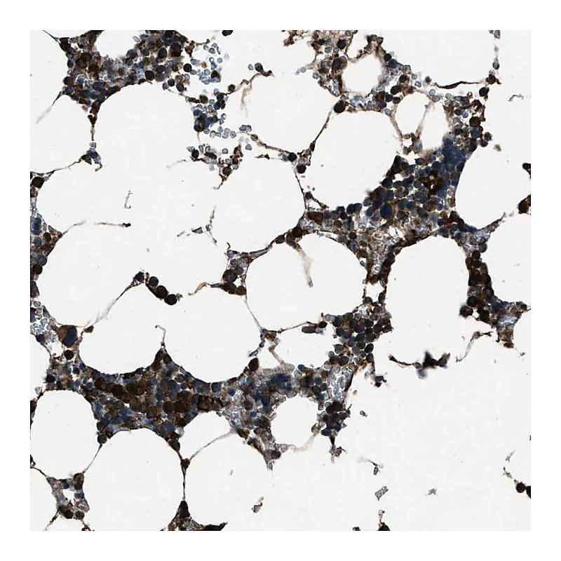 Atlas Antibodies Anti-TRIM4 Antibody
