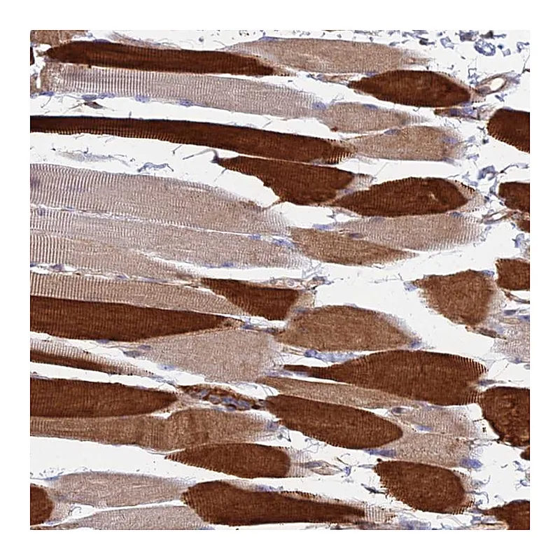 Atlas Antibodies Anti-TRIM43 Antibody