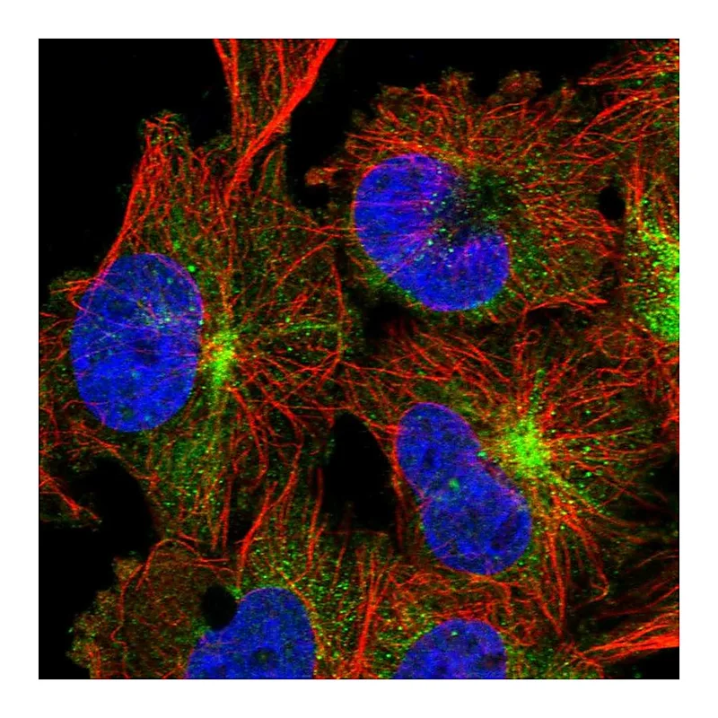 Atlas Antibodies Anti-TRIM46 Antibody