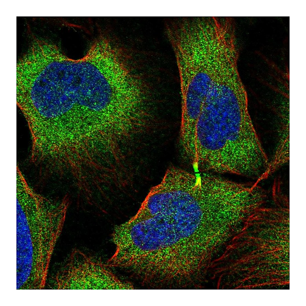 Atlas Antibodies Anti-TRIM45 Antibody